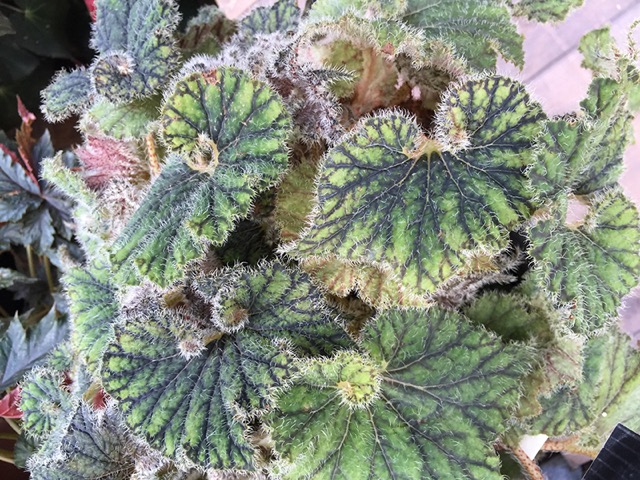B. ‘Timid Tiger’